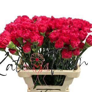 carnation