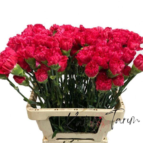 carnation