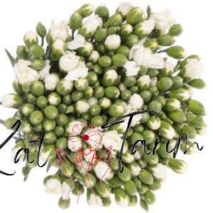 Carnation sprey