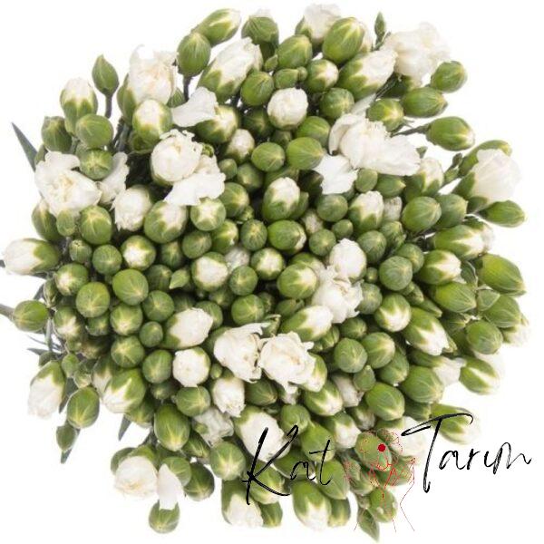 Carnation sprey