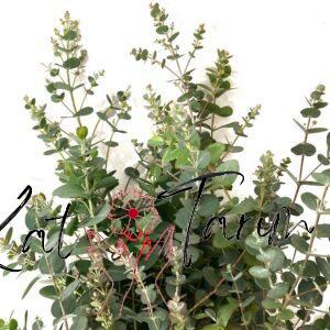 eucalyptus