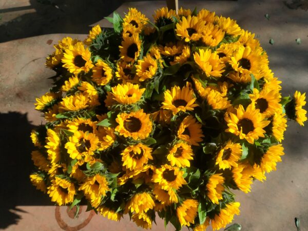Sunflower