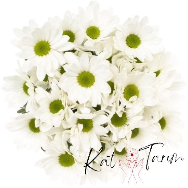 chrysanthemum