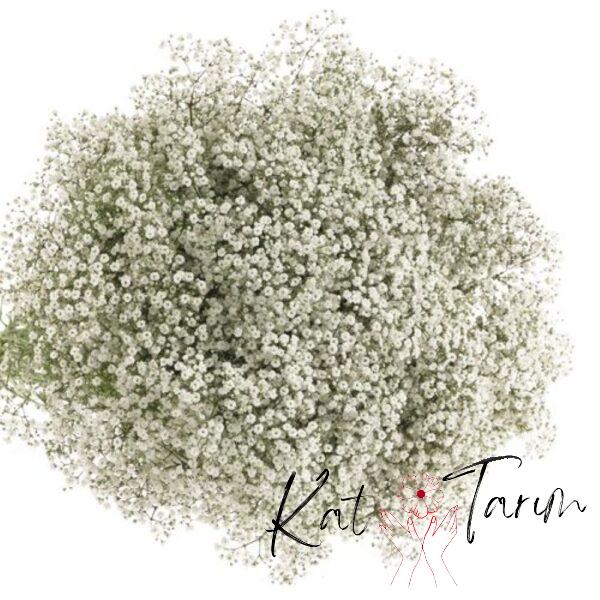gypsophilia