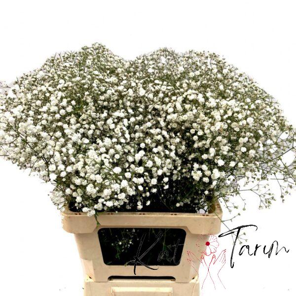 gypsophilia