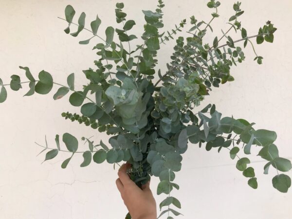 Eucalyptus
