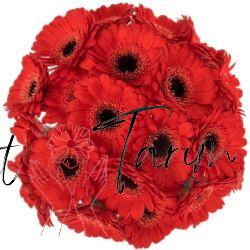 gerbera