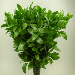 Ruscus