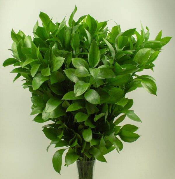 Ruscus
