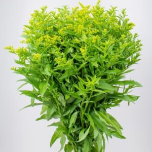 solidago