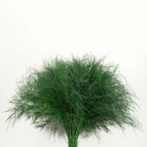 Asparagus-Virgatus