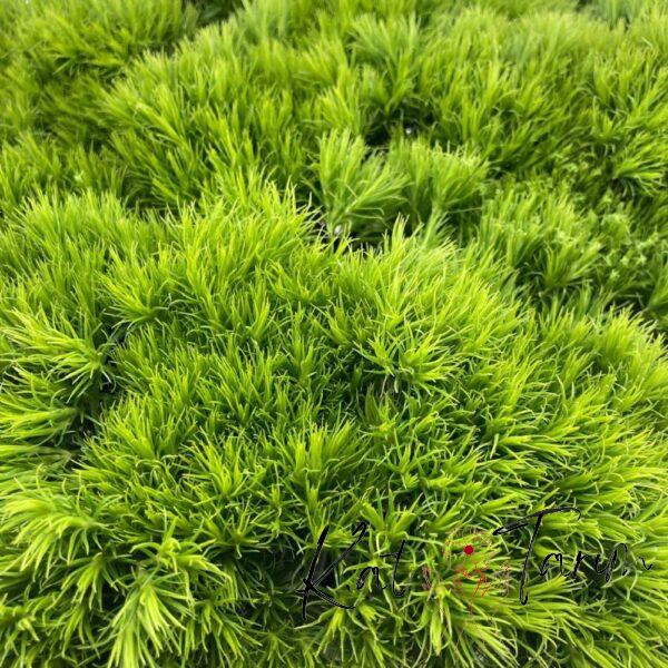 green treak