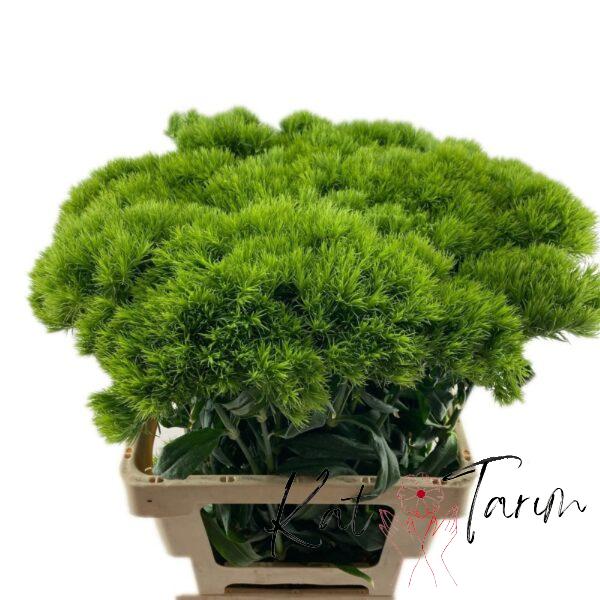 green treak