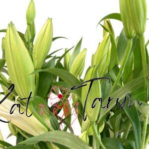 lilium