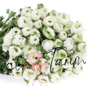 rananculus