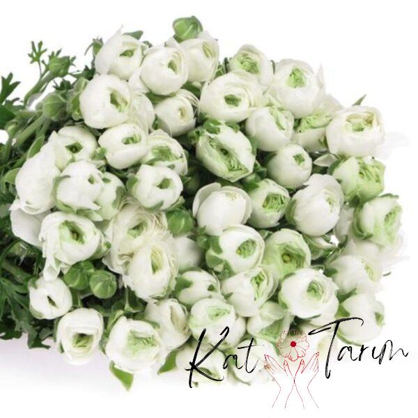 rananculus