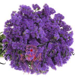 sea lavender