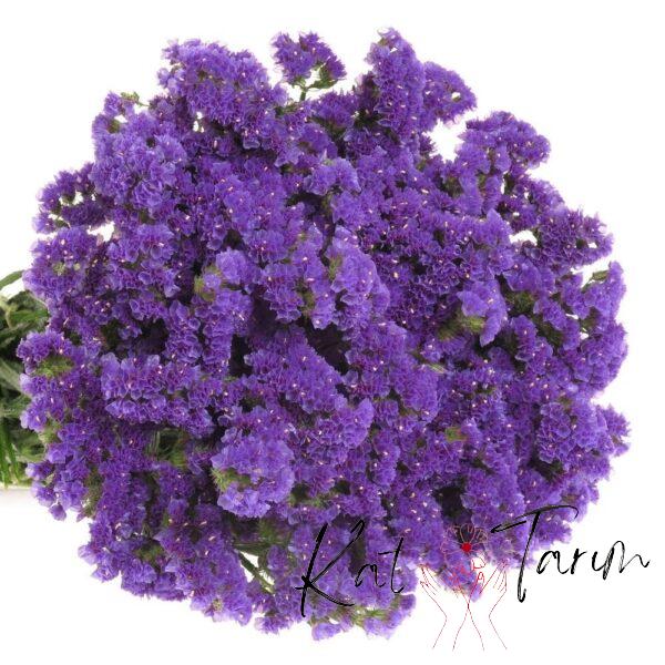 sea lavender