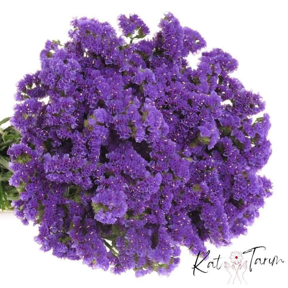 sea lavender sea lavender